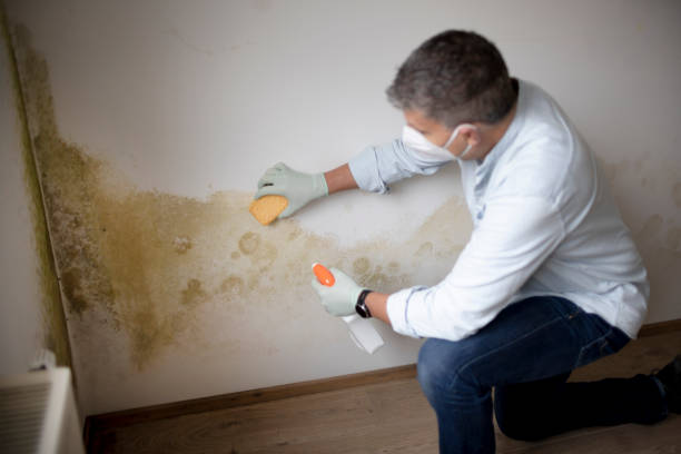 Best Forensic Mold Investigation  in Keuka Park, NY