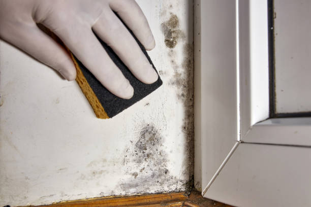 Keuka Park, NY Mold Removal Company